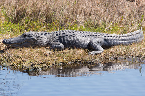 Alligators Hunting In Florida