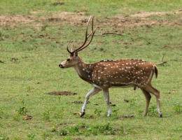 Sri Lankan Axis Deer