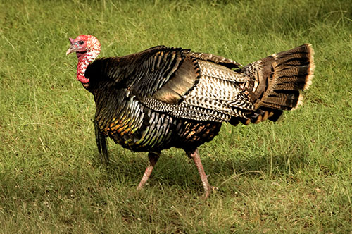 Wild Turkey Hunting in FL